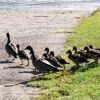 Uninvited guests on the lawn